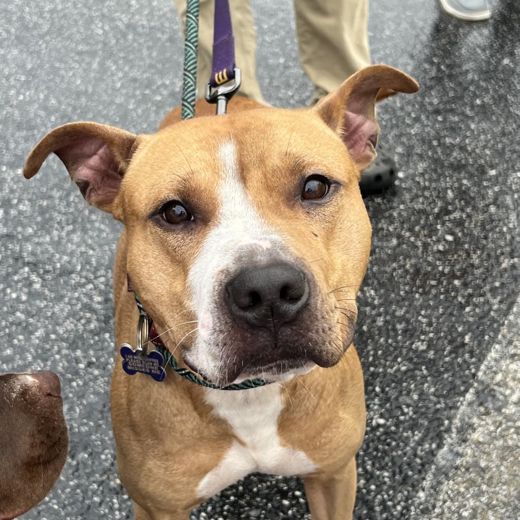 Enlarge Teal, a Adoptable mixed breed in Reisterstown, MD image 1/4