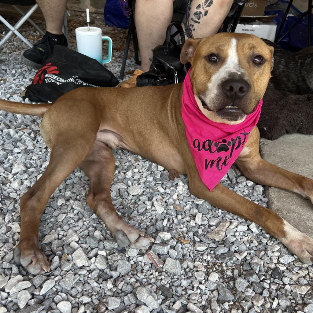 Enlarge Teal, a Adoptable mixed breed in Reisterstown, MD image 2/4