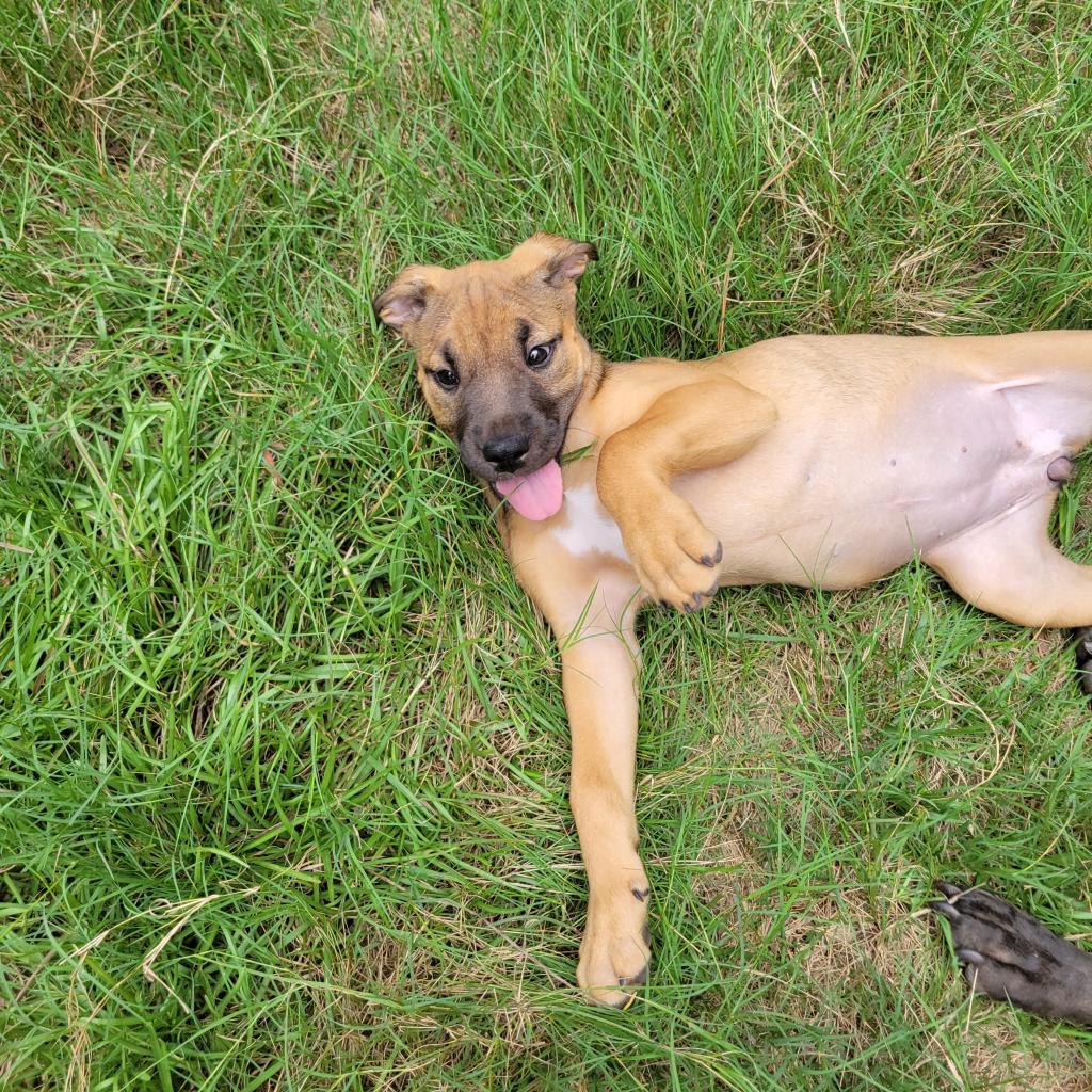 Enlarge Teal, a Adoptable mixed breed in Reisterstown, MD image 3/4