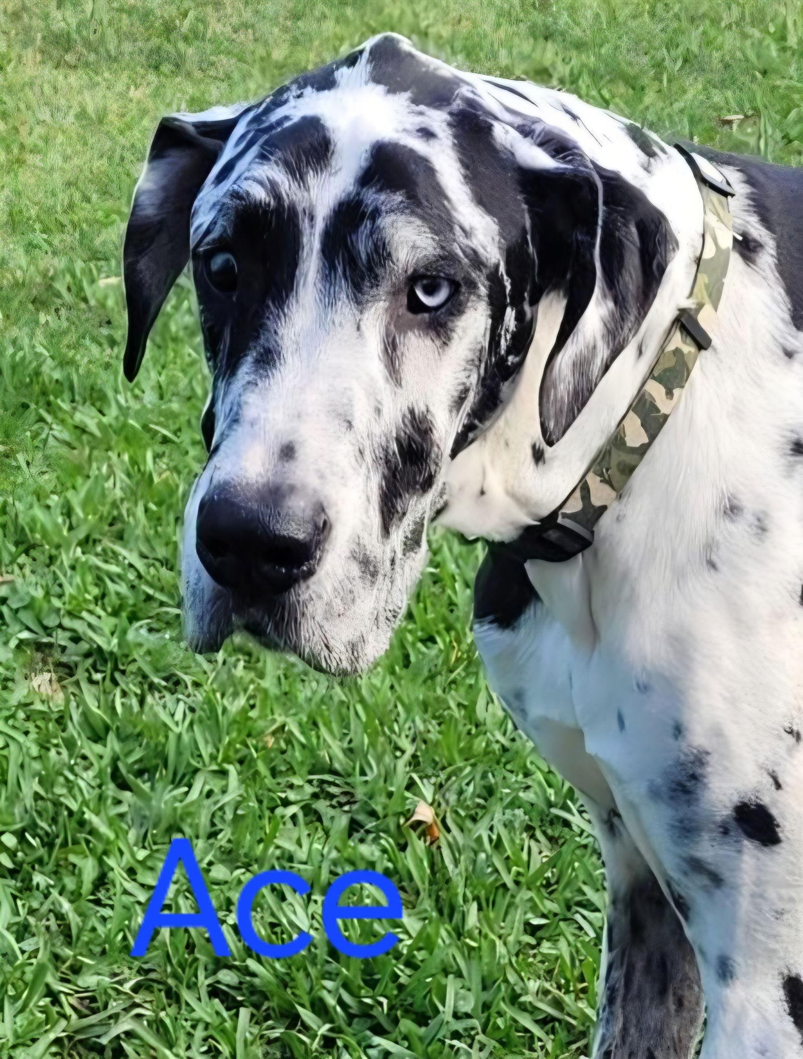 Ace, Adoptable, Adult Male Great Dane.