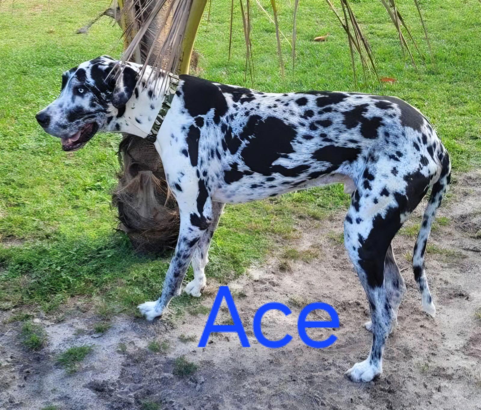 Enlarge Ace, a Adoptable Great Dane in Jupiter, FL image 2/2