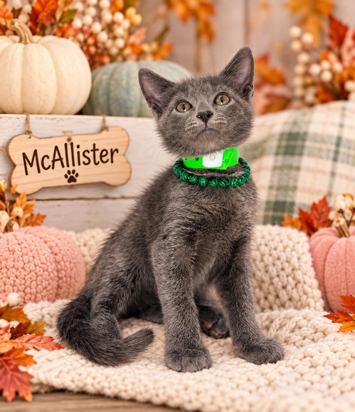 Enlarge McAllister, a Adoptable mixed breed in Tavares, FL image 1/1