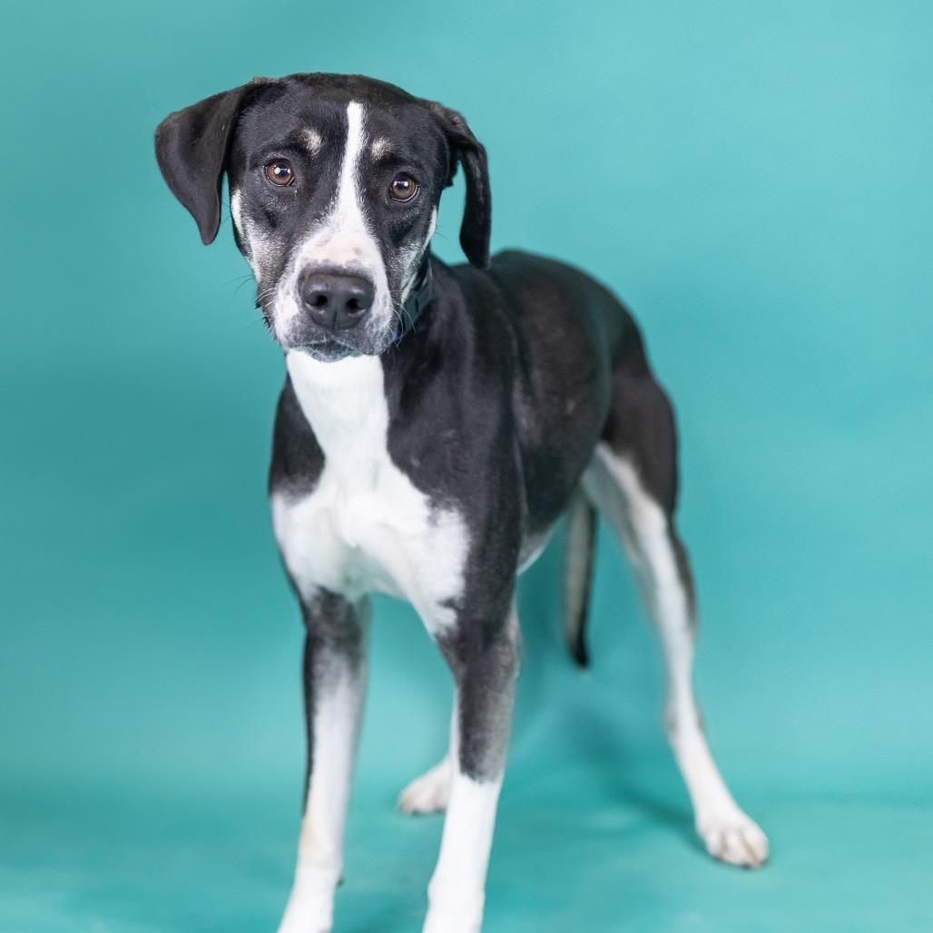 Kenzie, Adoptable, Adult Female Mixed Breed.