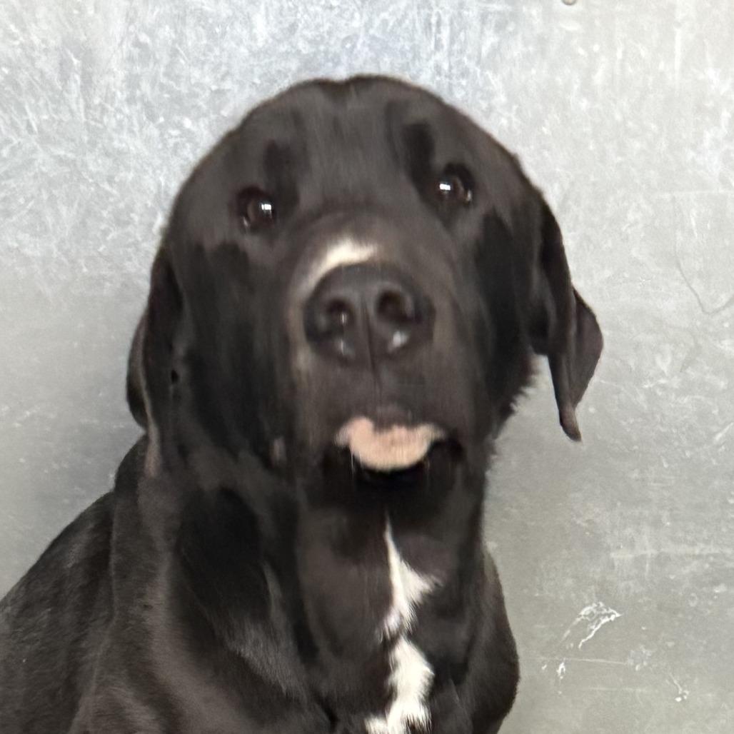 Roscoe the Magnificent, Adoptable, Adult Male Black Labrador Retriever.