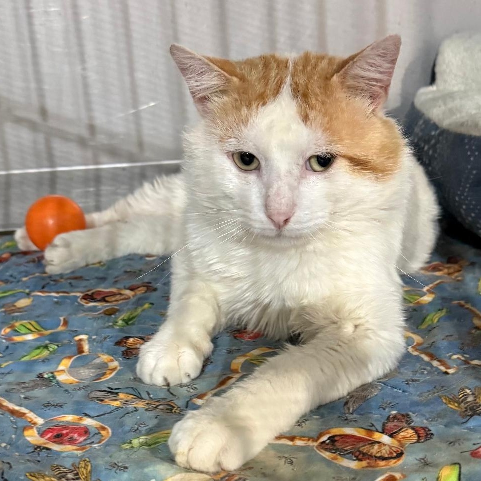 CARL, ADOPTABLE, Adult Male Domestic Short Hair.