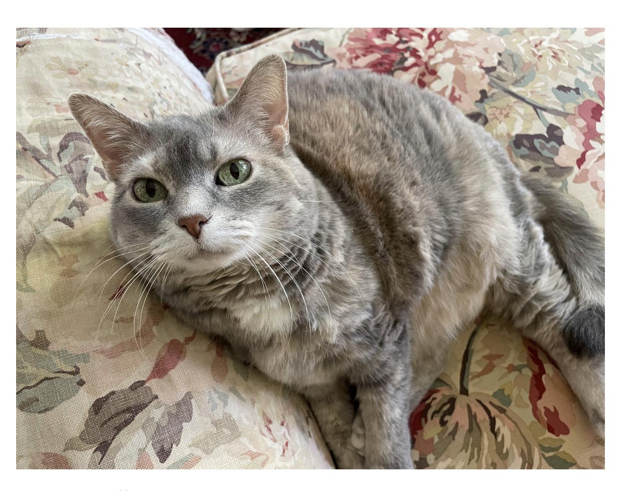 Esme Courtesy Post, ADOPTABLE, Adult Female Dilute Tortoiseshell.