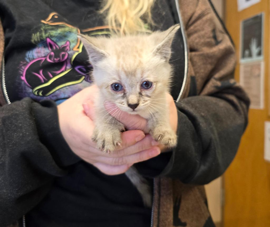 Enlarge Nene, a Adoptable Siamese in Maumelle, AR image 1/1
