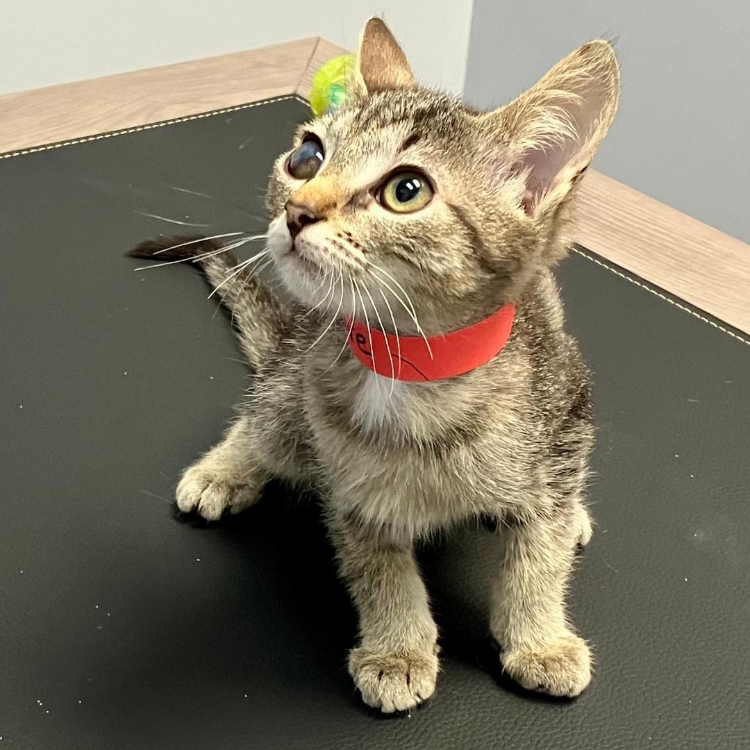 Olive, a Adoptable mixed breed in Gastonia, NC image 1/4