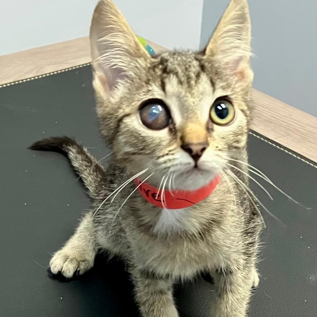 Olive, a Adoptable mixed breed in Gastonia, NC image 3/4