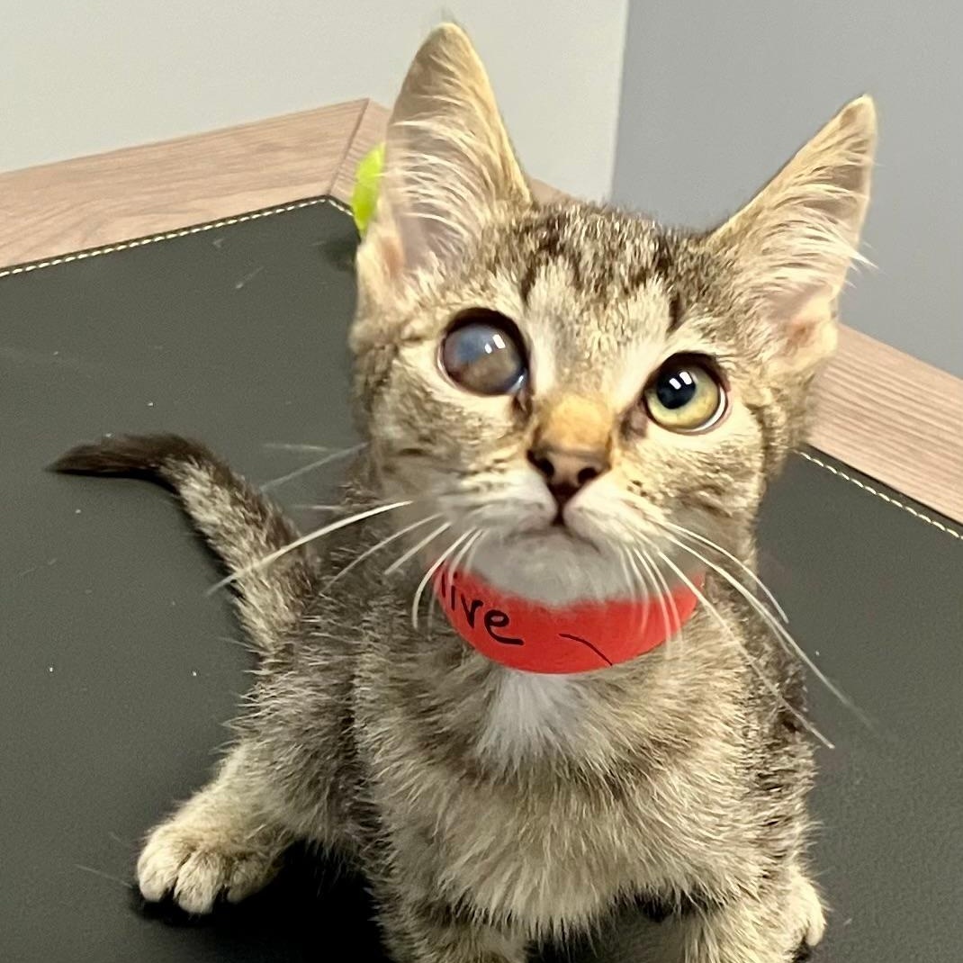 Olive, a Adoptable mixed breed in Gastonia, NC image 4/4