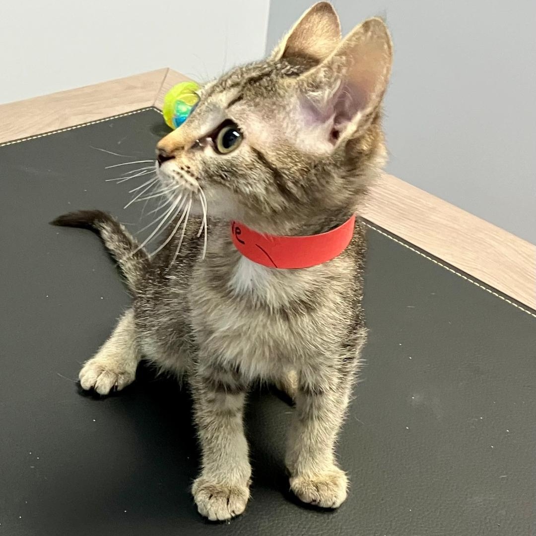 Olive, a Adoptable mixed breed in Gastonia, NC image 2/4