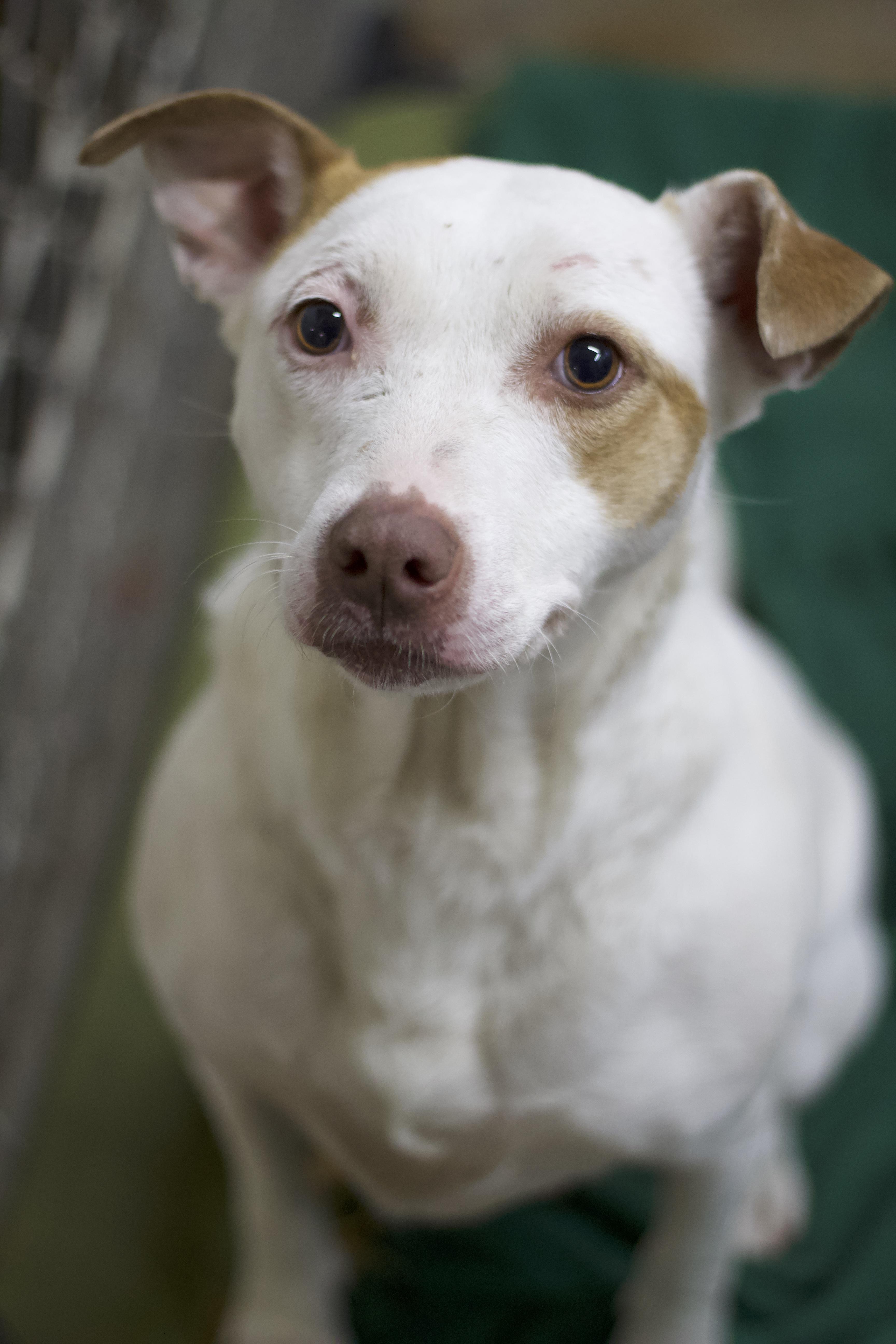 Ducky, Adoptable, Adult Female Terrier.