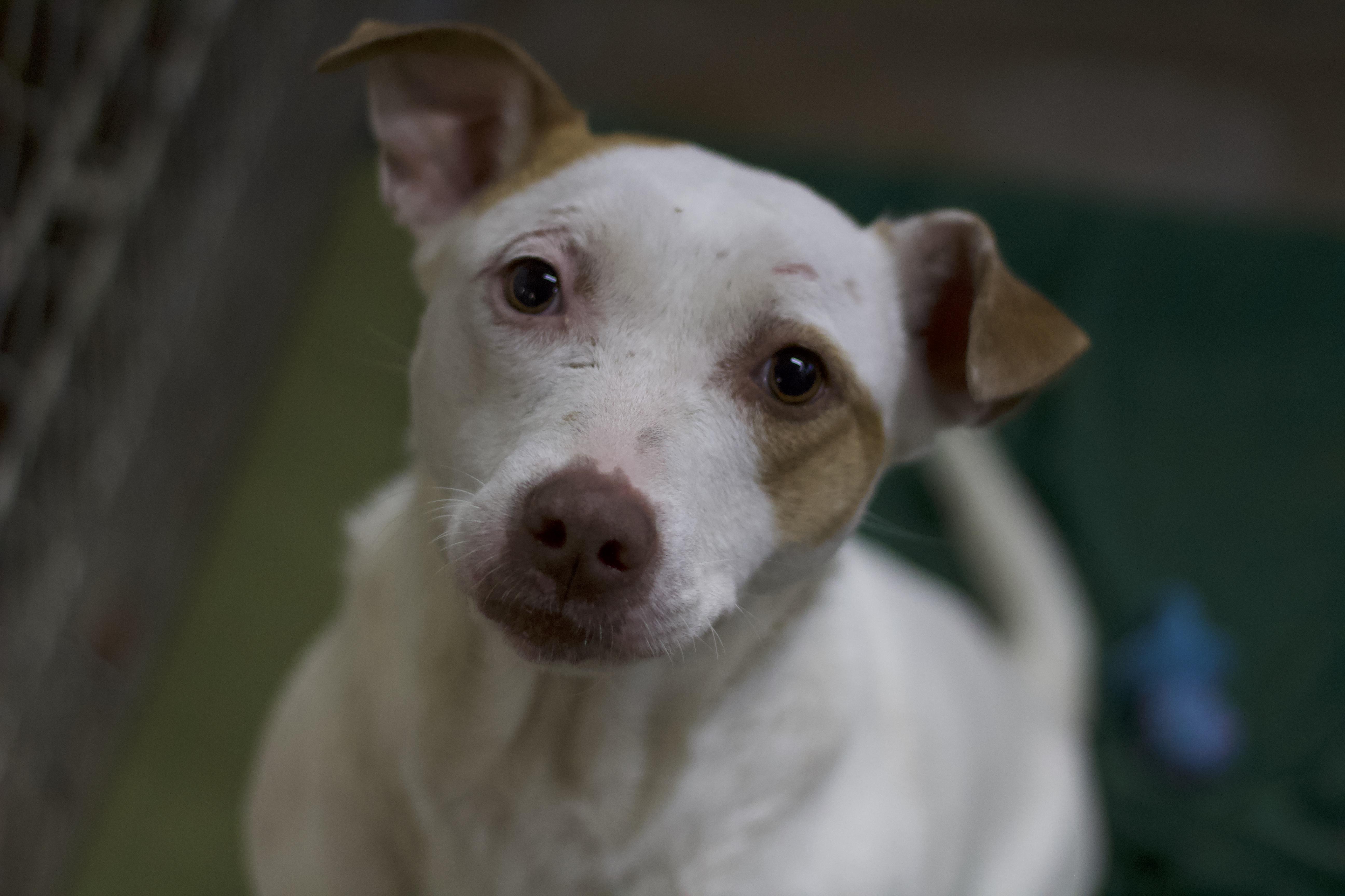 Enlarge Ducky, a Adoptable mixed breed in Ottumwa, IA image 2/2