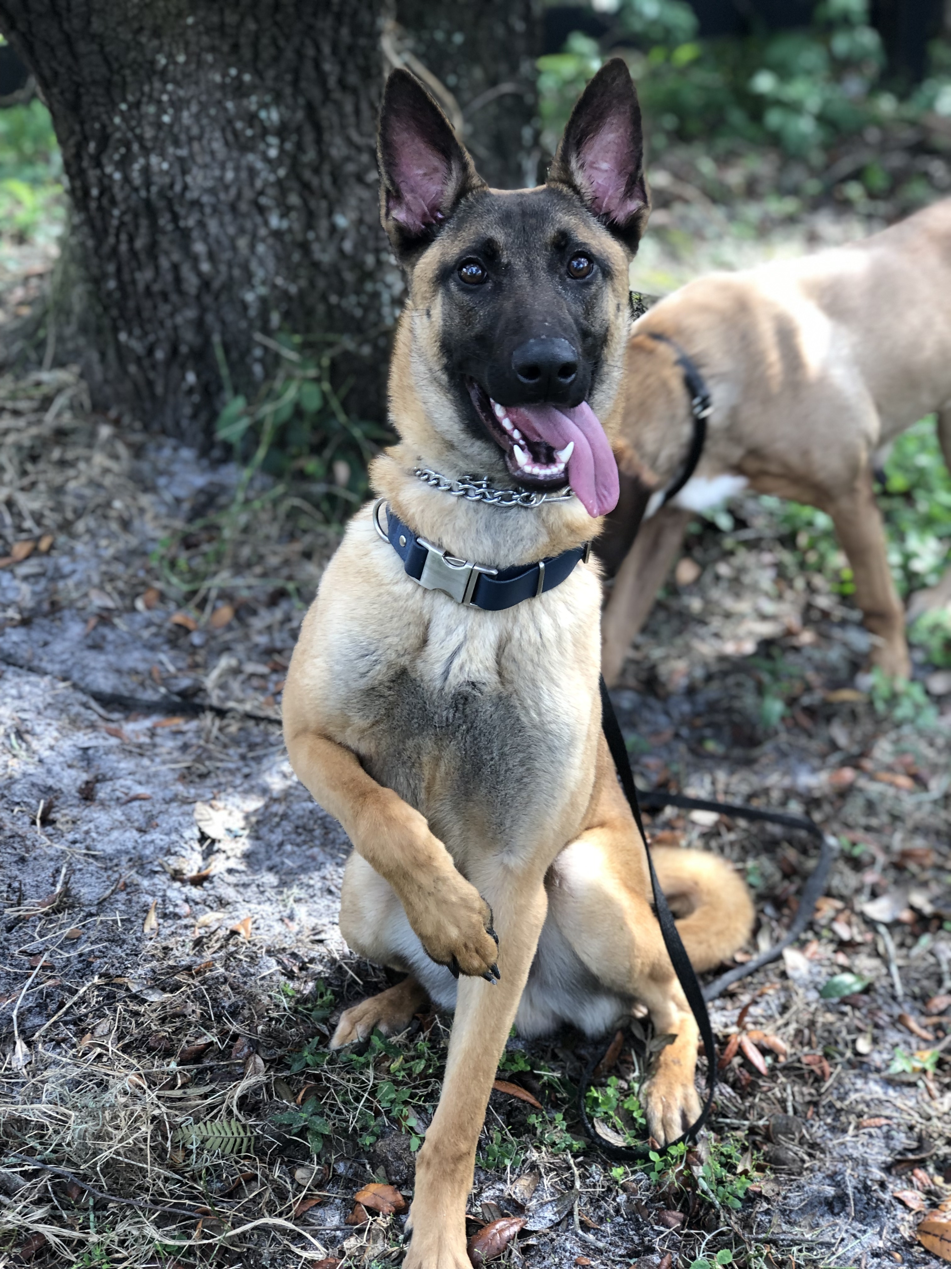 Draco, a Adoptable Belgian Shepherd / Malinois in Oviedo, FL image 1/6