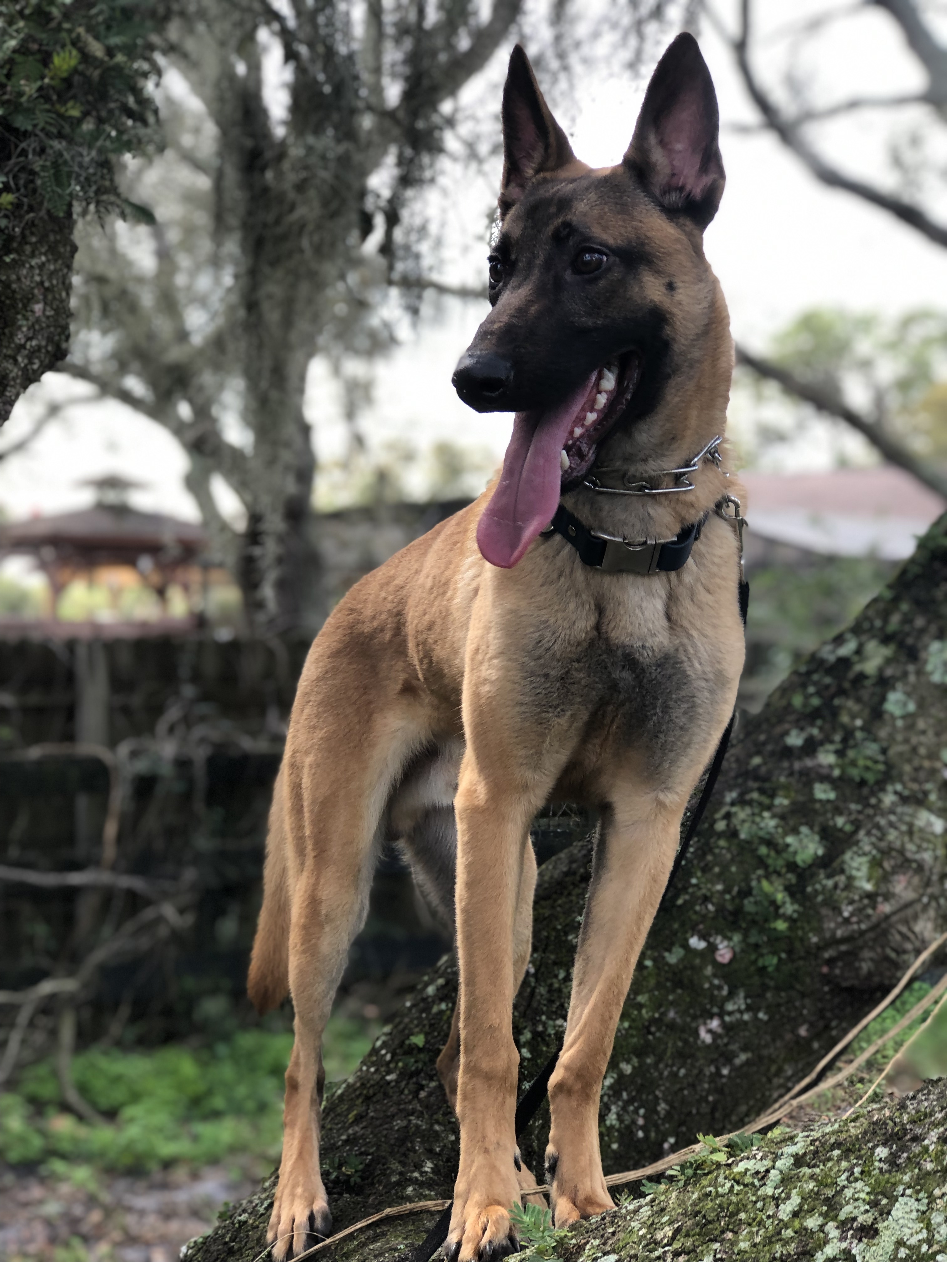 Draco, a Adoptable Belgian Shepherd / Malinois in Oviedo, FL image 2/6
