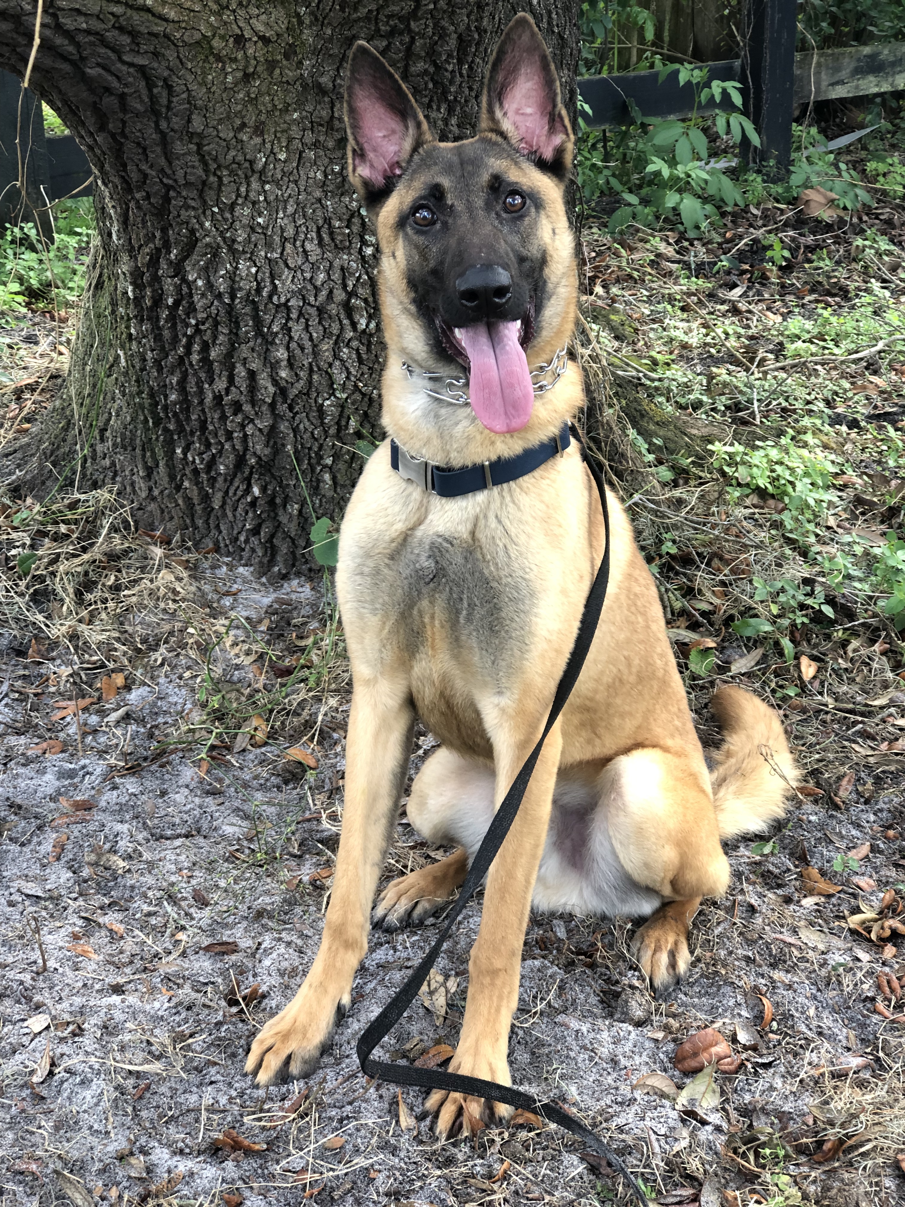 Draco, a Adoptable Belgian Shepherd / Malinois in Oviedo, FL image 3/6
