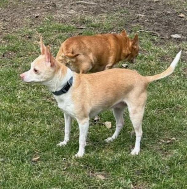 Enlarge Bambi & Bella, a Adopted Chihuahua in Middlebury, IN image 2/2