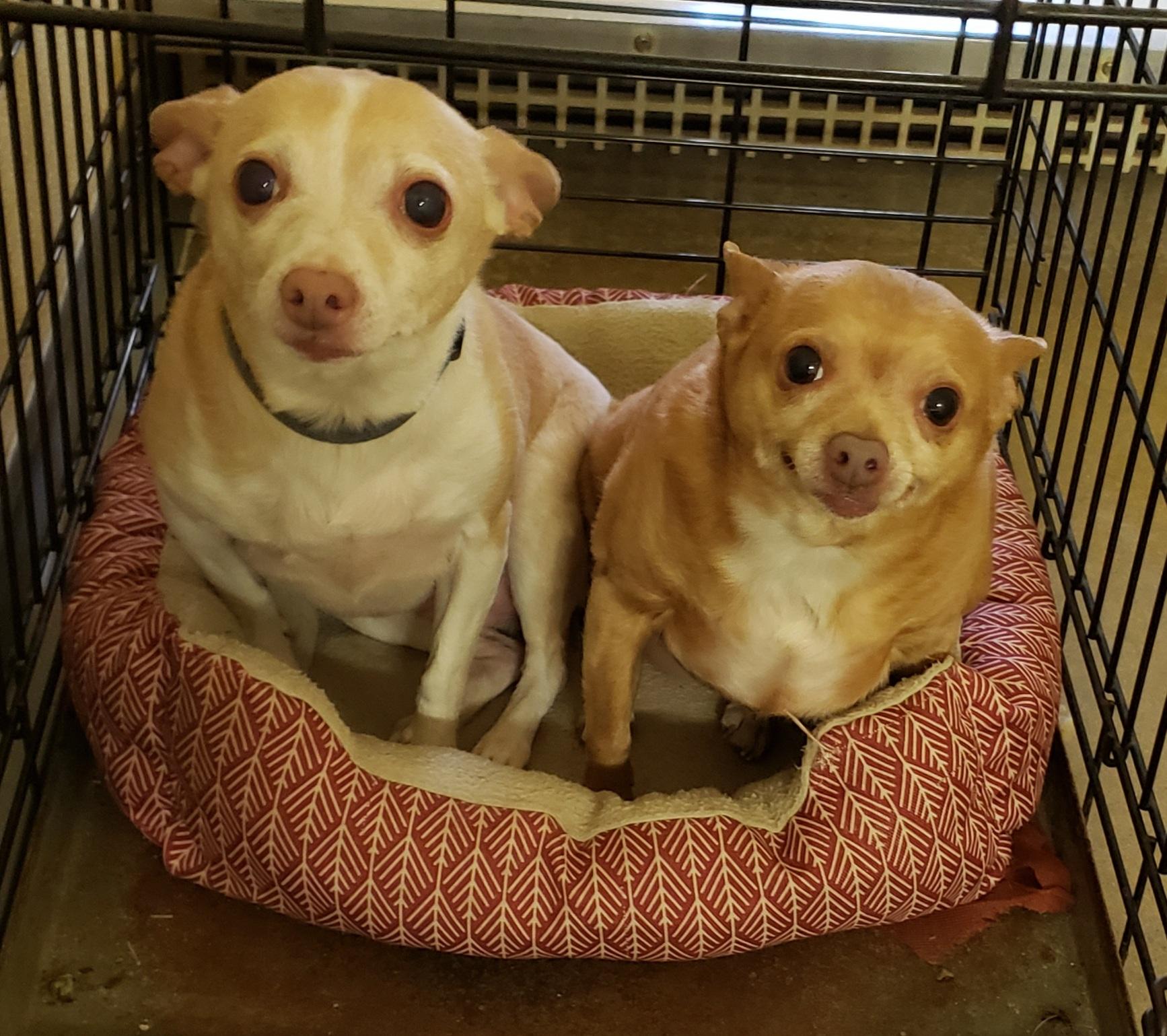 Bambi & Bella, Adopted, Senior Female Chihuahua.