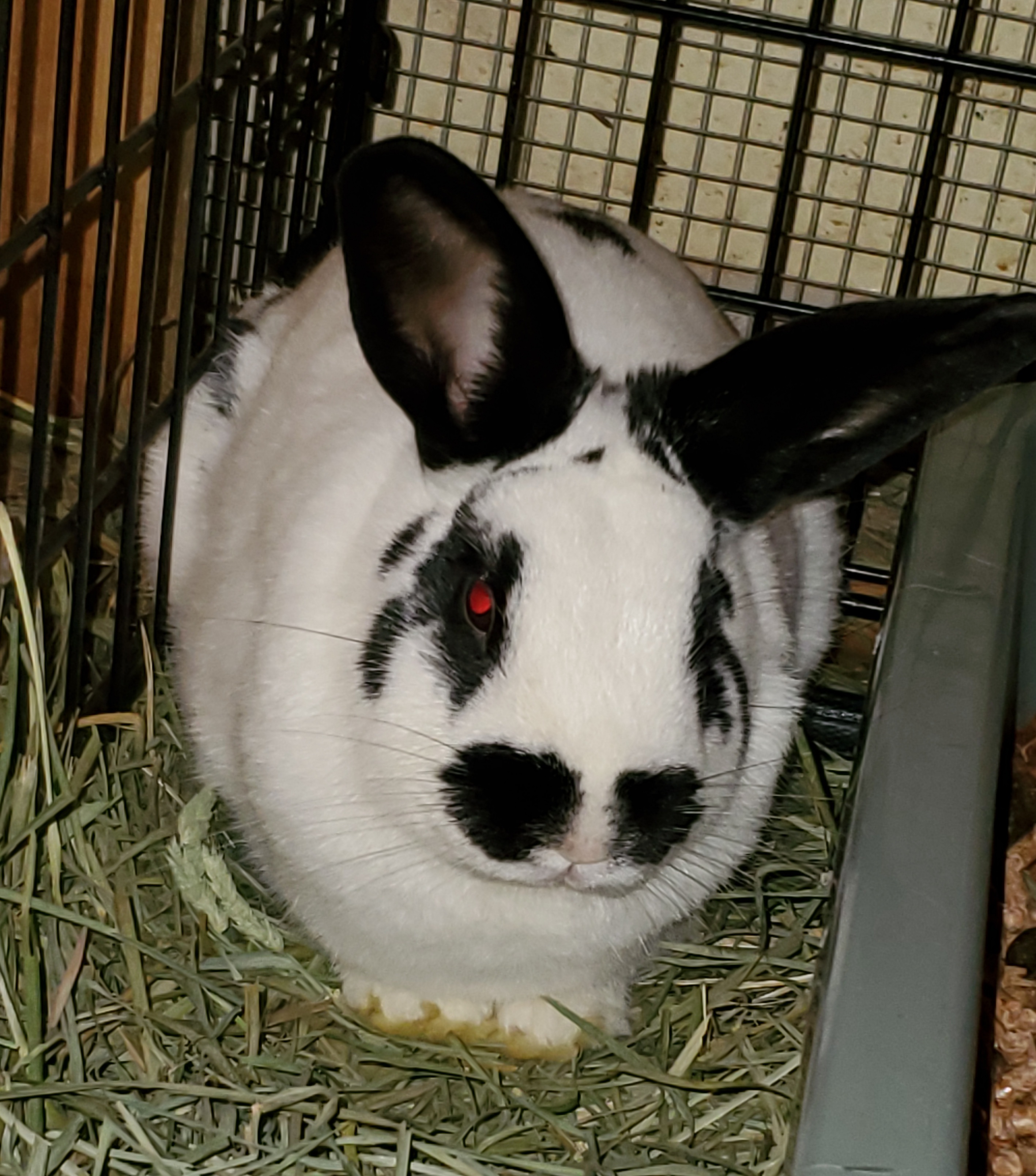 Enlarge Jollie, a Adoptable American in Fair Oaks, CA image 1/1