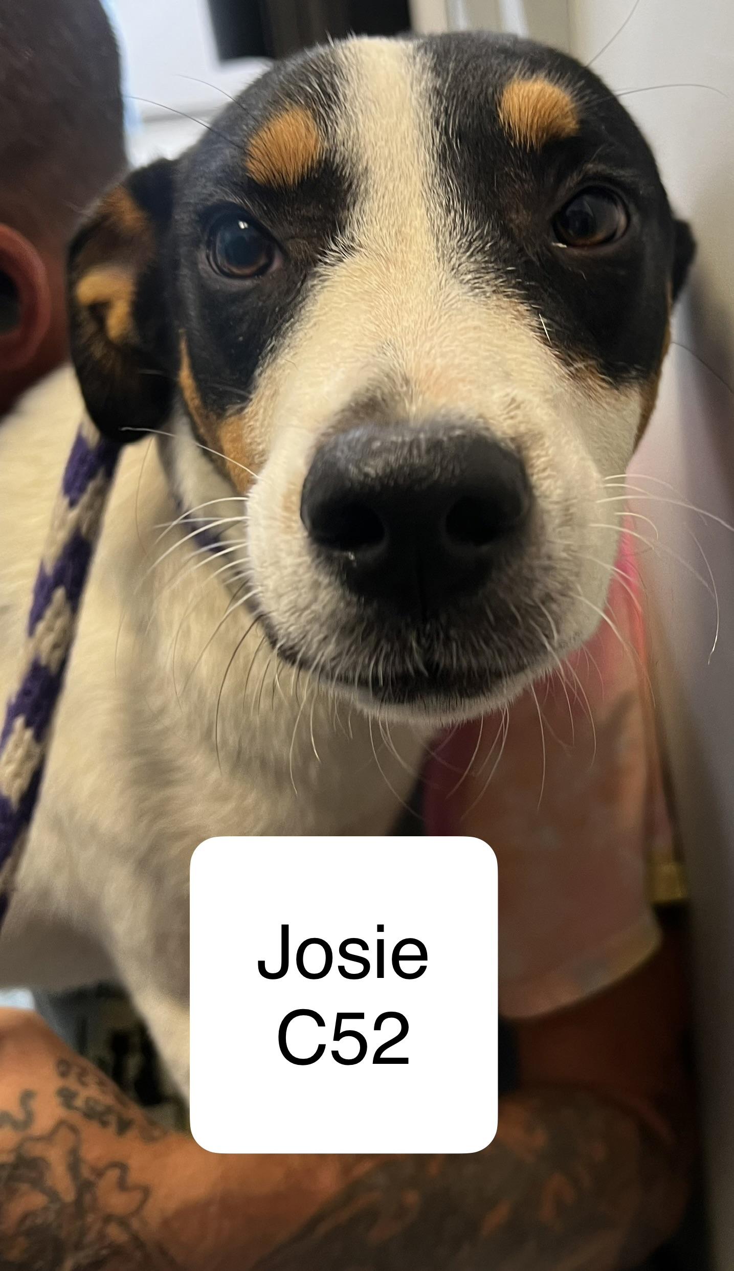 Enlarge Josie, a ADOPTABLE mixed breed in Morganton, NC image 1/1