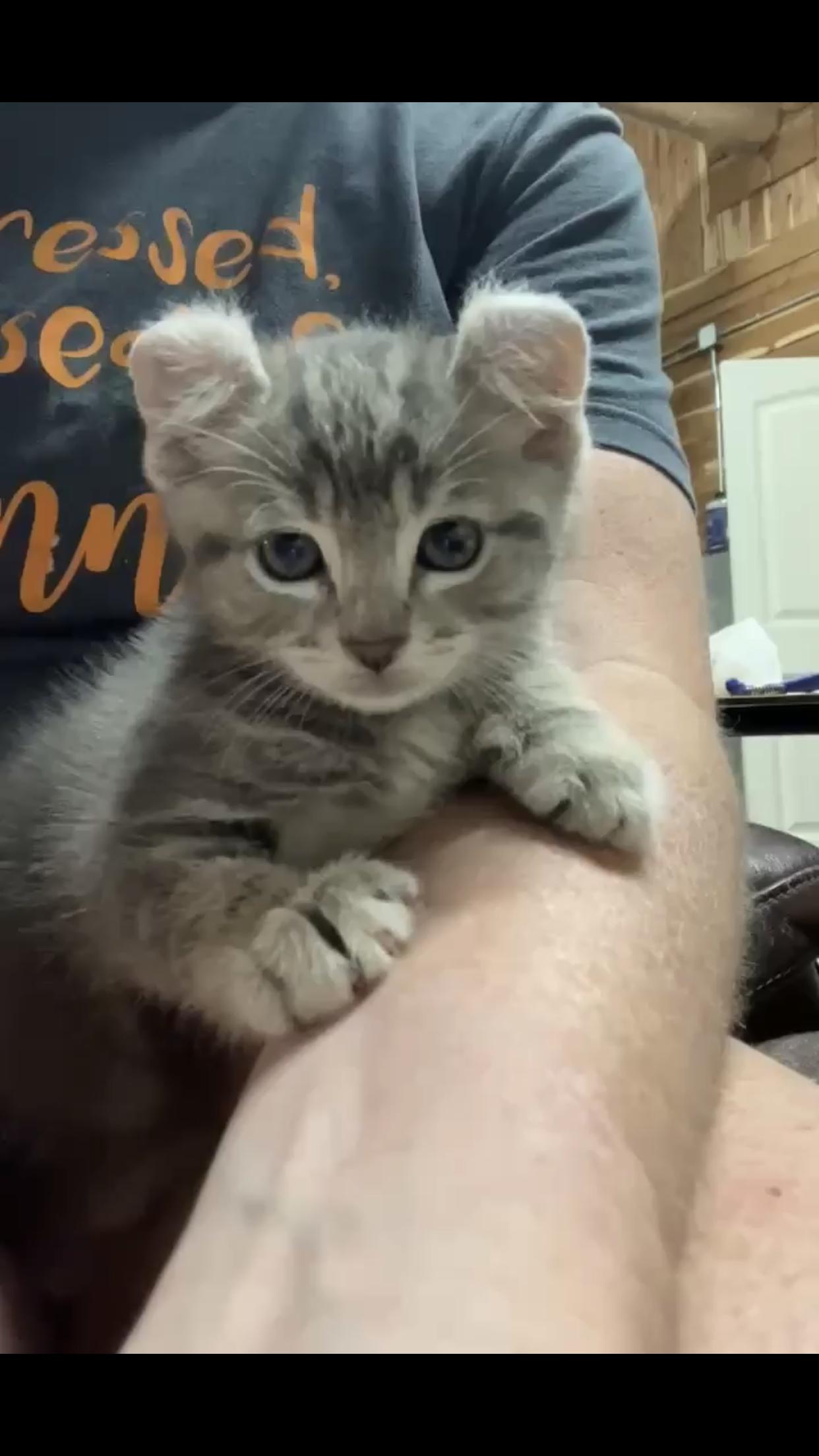 Enlarge Teddy, a Adopted American Curl in Waynesboro, TN image 1/4