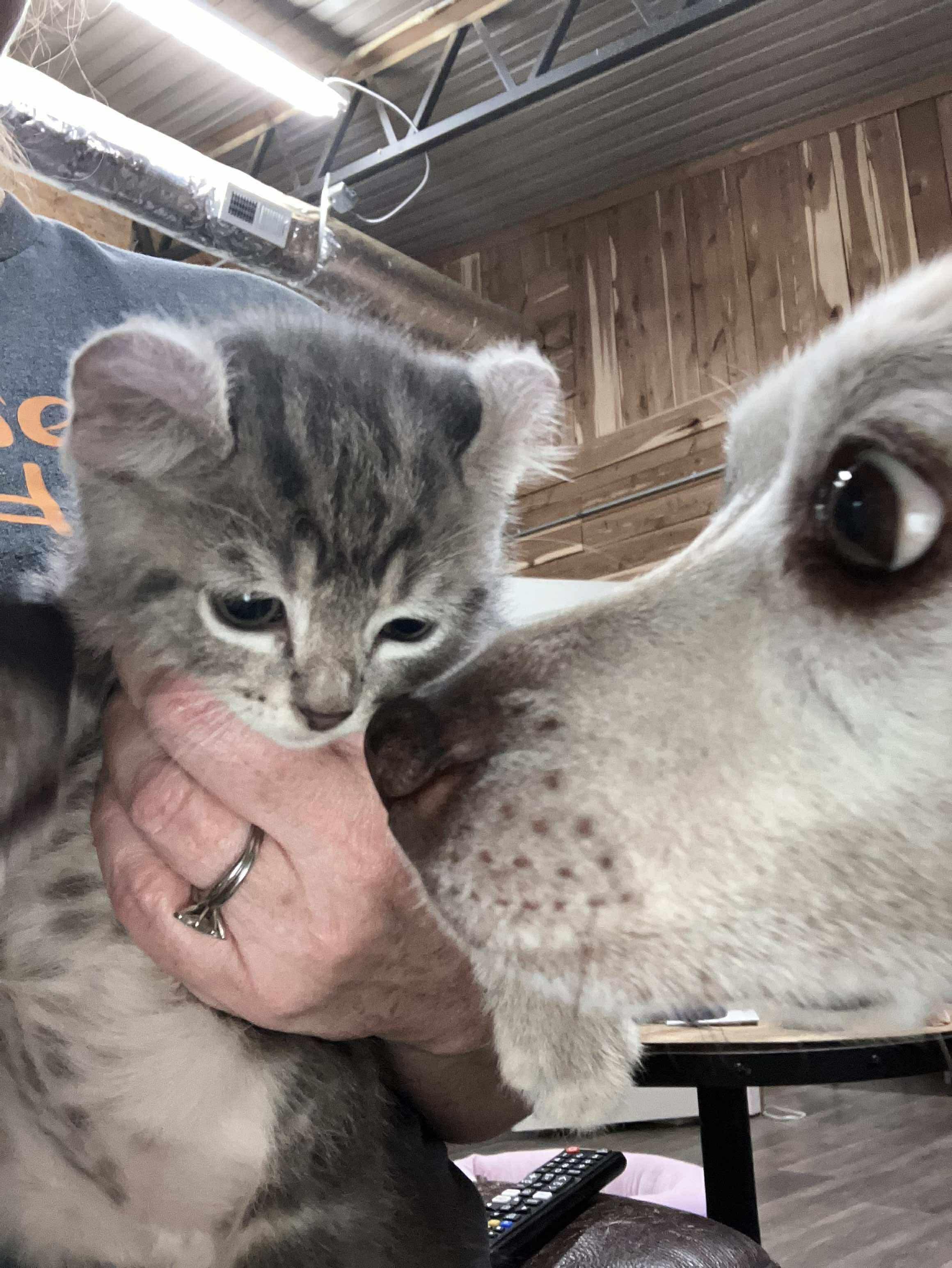 Teddy, Adopted, Kitten Male American Curl.