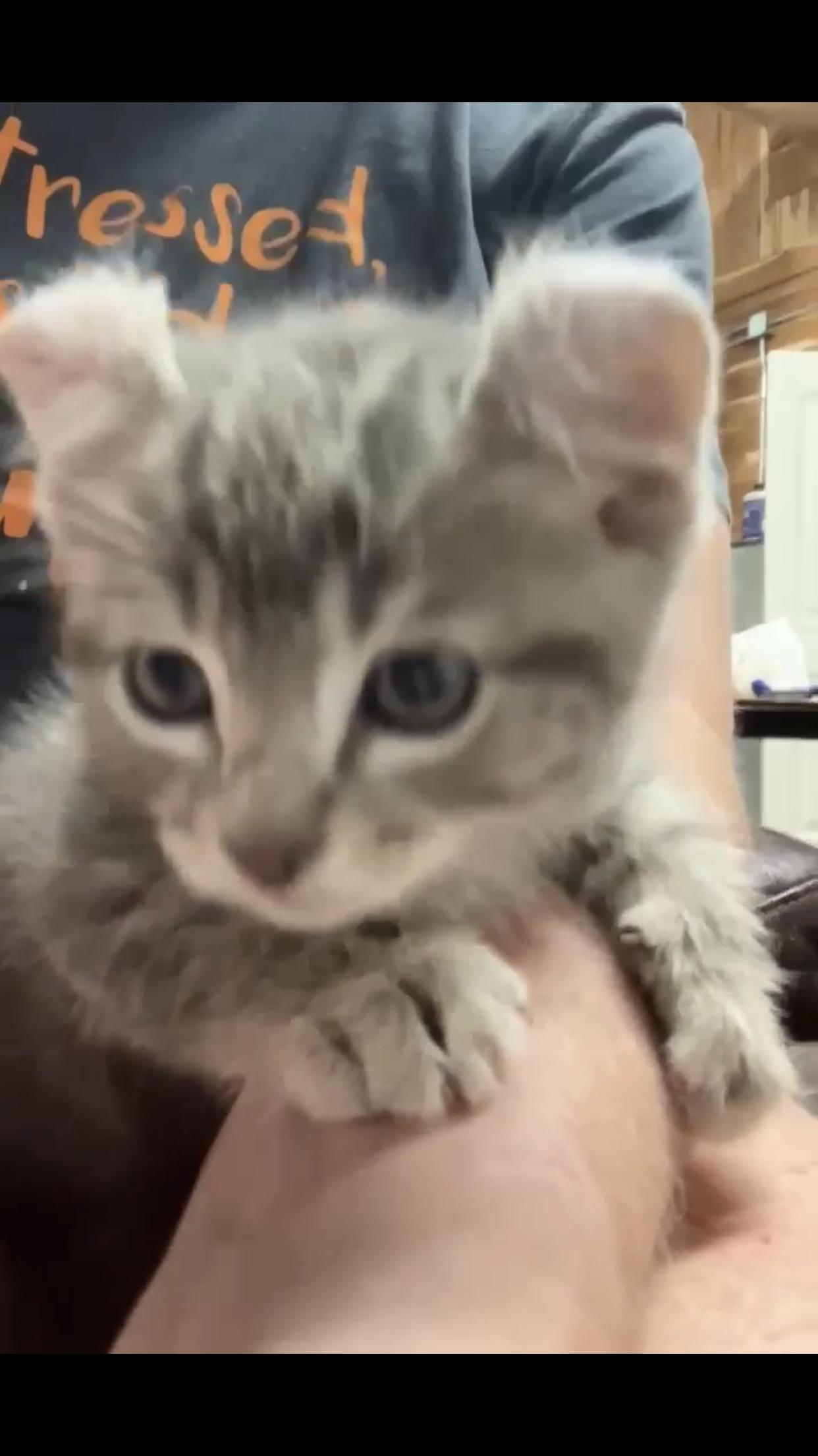 Enlarge Teddy, a Adopted American Curl in Waynesboro, TN image 3/4