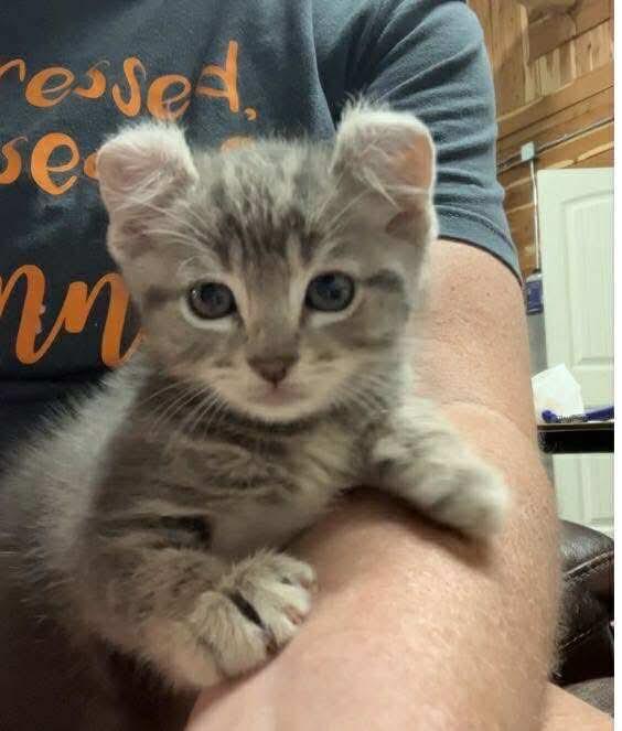 Enlarge Teddy, a Adopted American Curl in Waynesboro, TN image 4/4