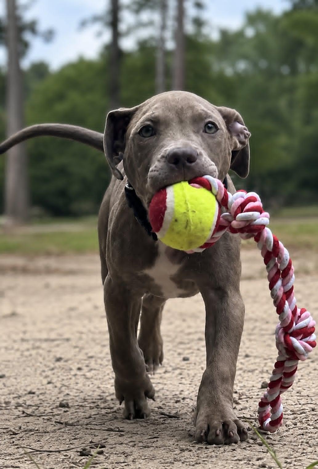 Morgan, adopted, Puppy Female American Staffordshire Terrier.