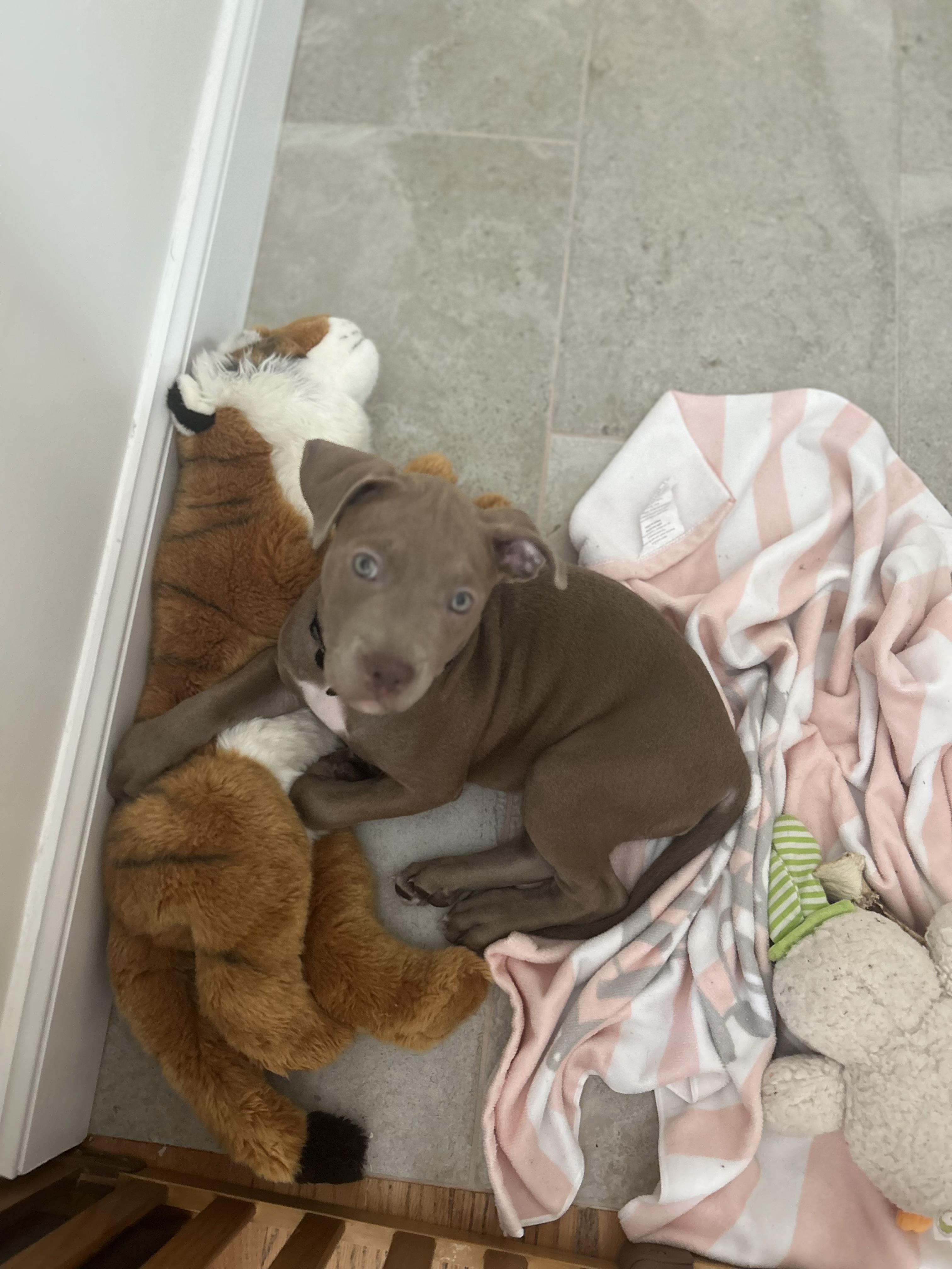 Morgan, an adopted American Staffordshire Terrier in Sanford, NC image 3/5