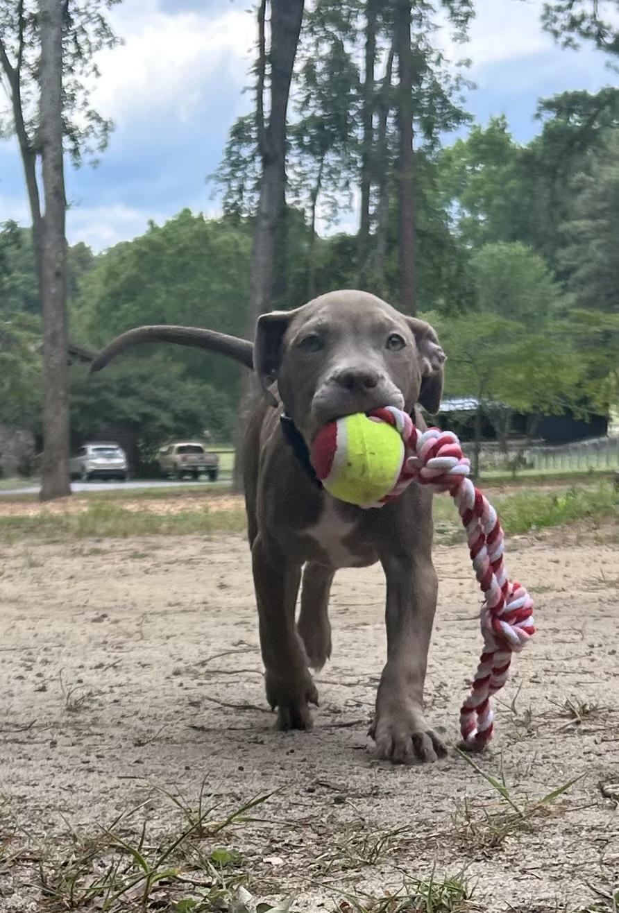 Morgan, an adopted American Staffordshire Terrier in Sanford, NC image 4/5
