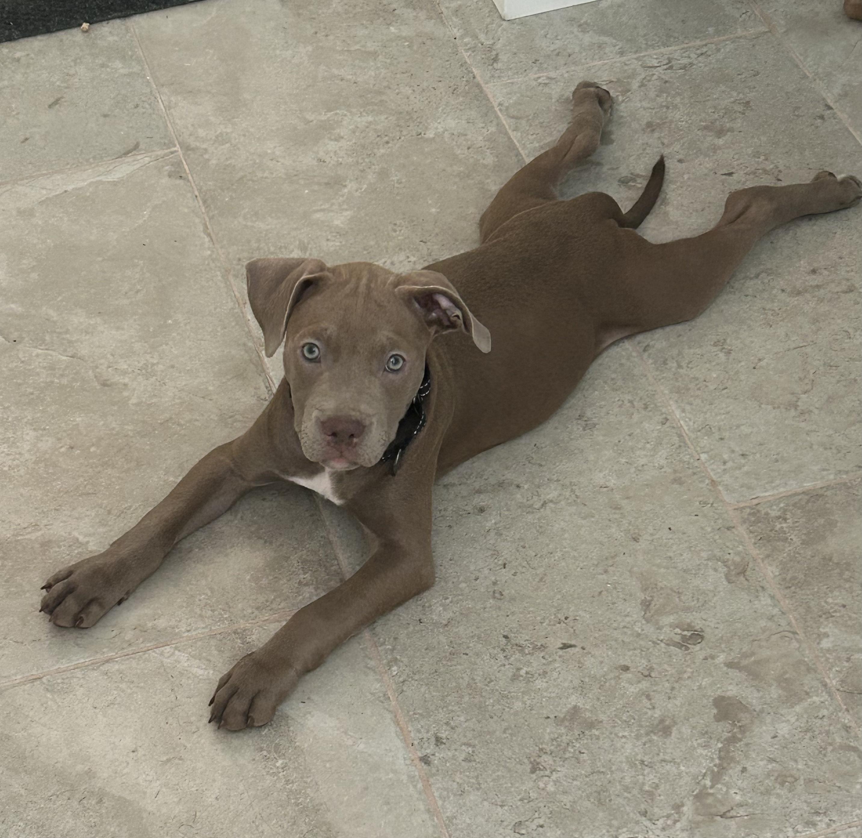 Morgan, an adopted American Staffordshire Terrier in Sanford, NC image 2/5