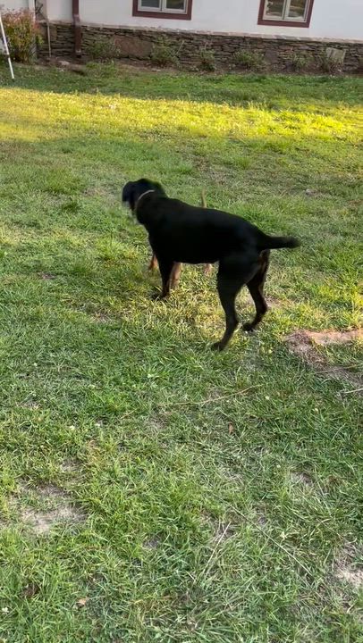 Enlarge Morgan, an adopted American Staffordshire Terrier in Sanford, NC video 5/5