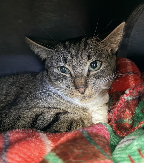 Enlarge Betty, a Adoptable mixed breed in Canton, GA image 1/1