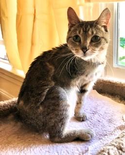 Enlarge Doreen and Adele, a ADOPTABLE Domestic Short Hair in Wayland, MA image 3/6