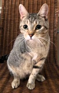 Enlarge Doreen and Adele, a ADOPTABLE Domestic Short Hair in Wayland, MA image 4/6