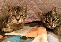Doreen and Adele, ADOPTABLE, Adult Female Domestic Short Hair.