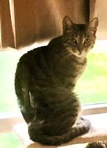 Enlarge Doreen and Adele, a ADOPTABLE Domestic Short Hair in Wayland, MA image 6/6