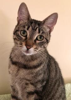 Enlarge Doreen and Adele, a ADOPTABLE Domestic Short Hair in Wayland, MA image 2/6