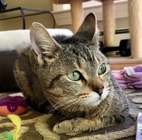 Enlarge Doreen and Adele, a ADOPTABLE Domestic Short Hair in Wayland, MA image 5/6