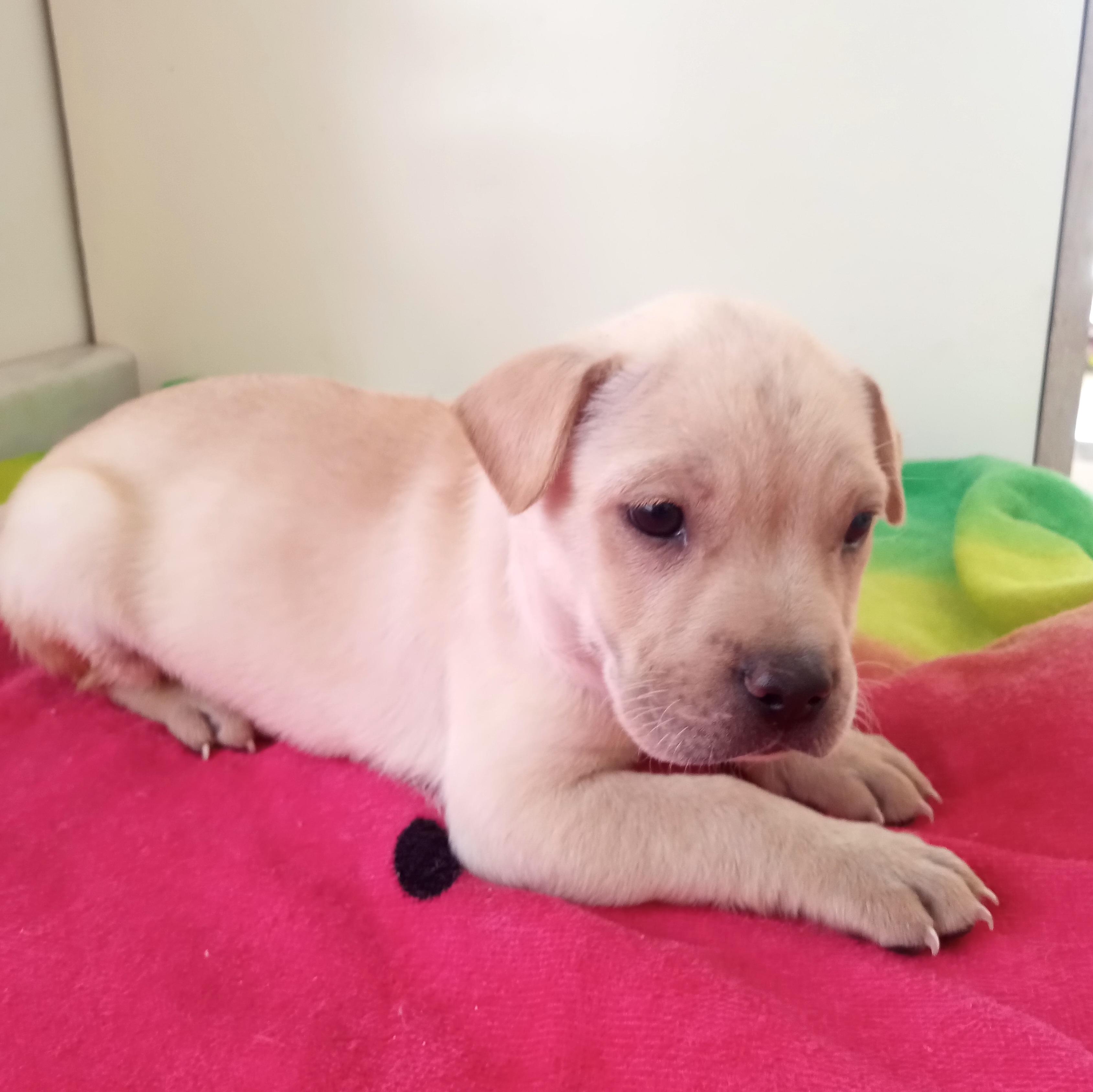 Dary, an adopted mixed breed in Mexicali, BCN image 5/6