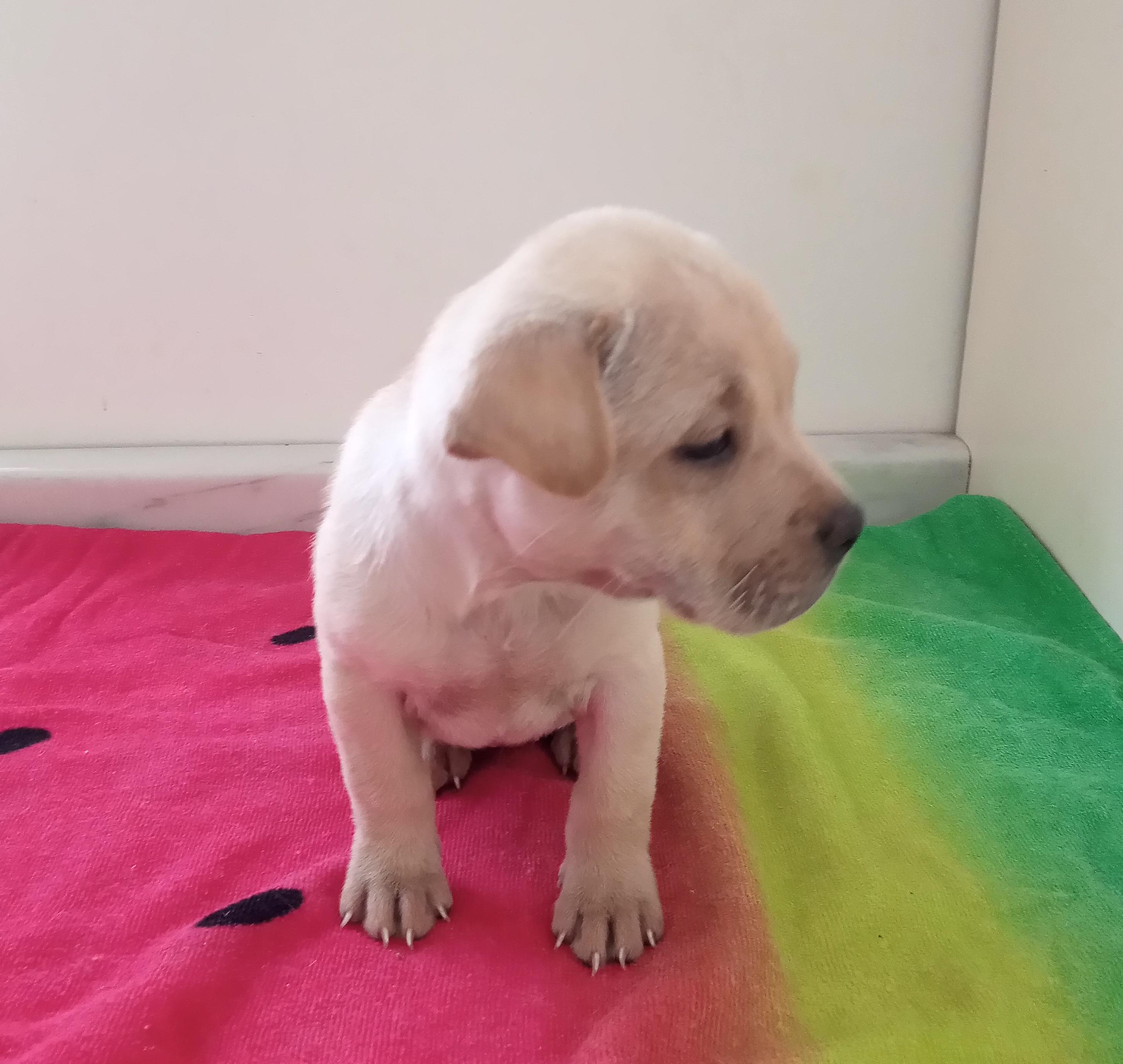 Dary, an adopted mixed breed in Mexicali, BCN image 4/6