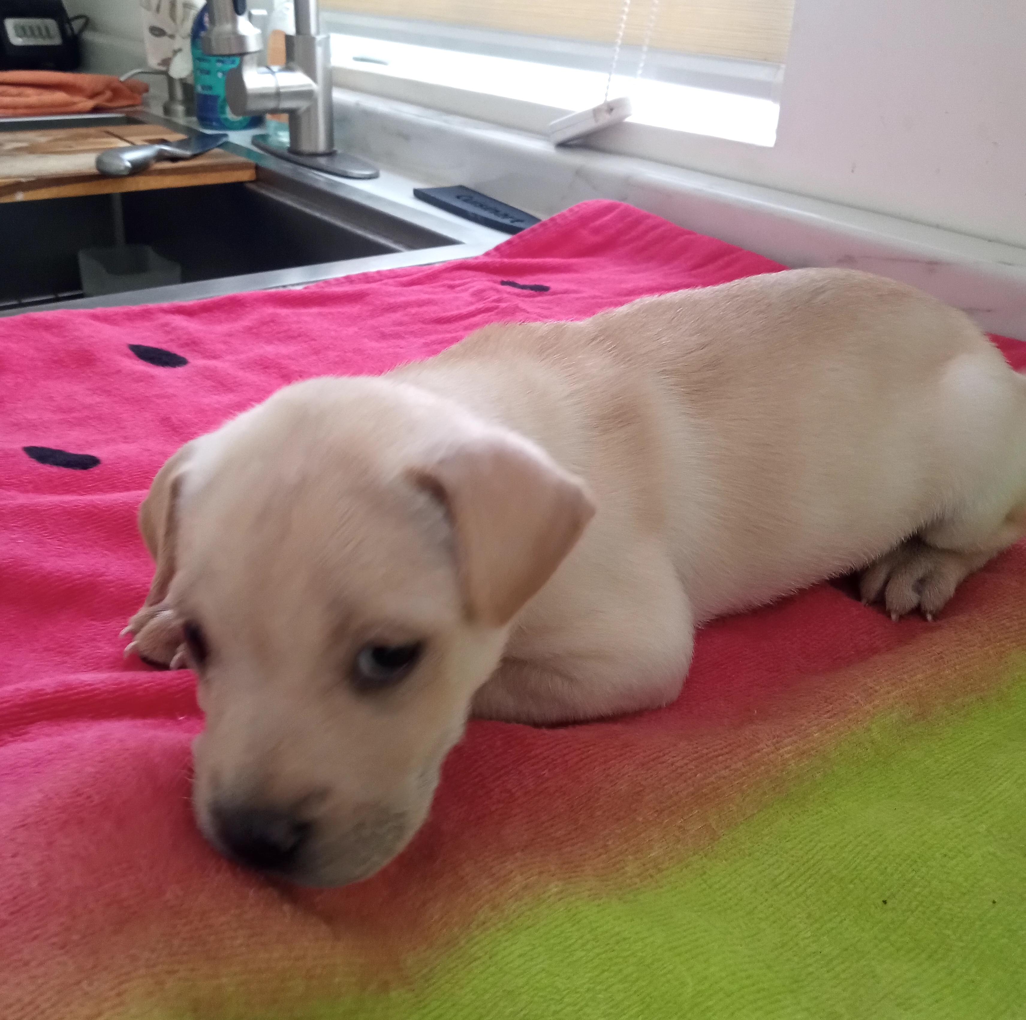 Dary, an adopted mixed breed in Mexicali, BCN image 3/6