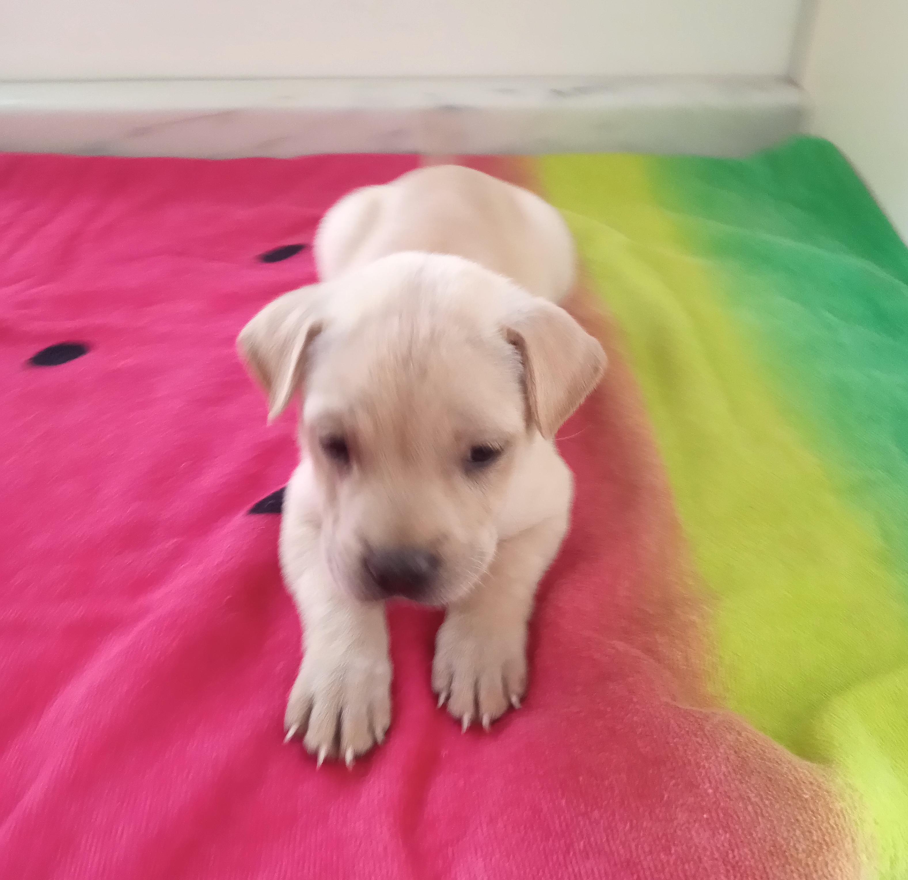 Dary, an adopted mixed breed in Mexicali, BCN image 2/6