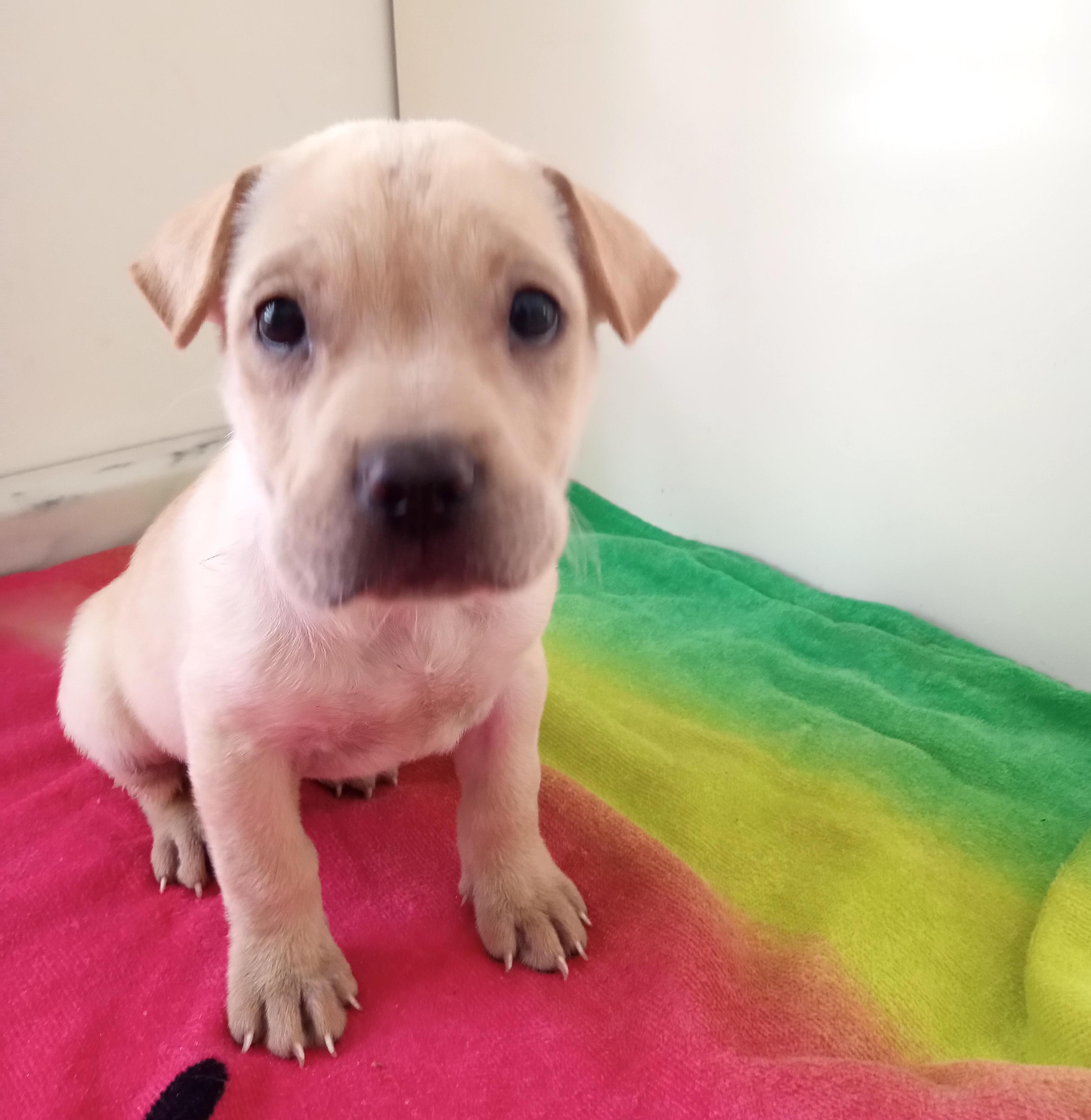 Dary, an adopted mixed breed in Mexicali, BCN image 1/6