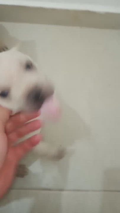 Enlarge Dary, an adopted mixed breed in Mexicali, BCN video 6/6