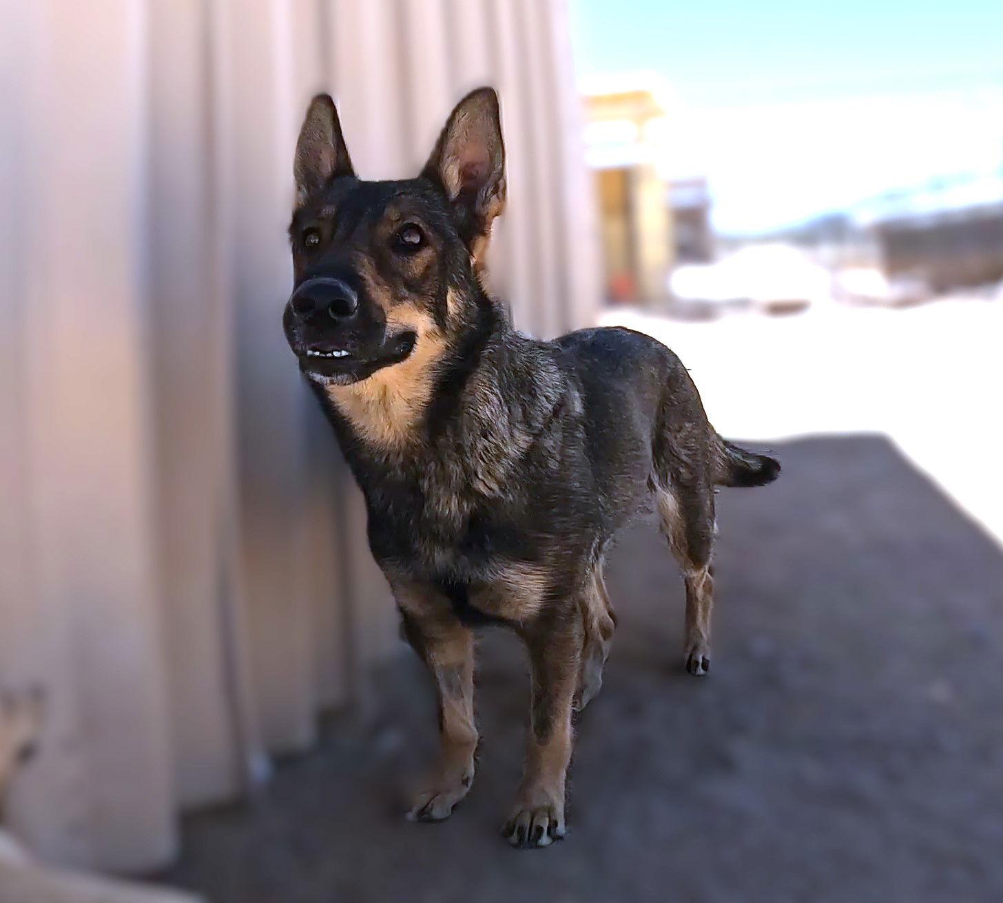 Momma Lucy, Adoptable, Adult Female German Shepherd Dog.