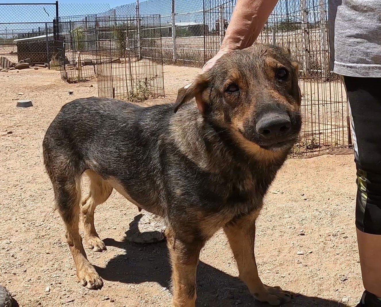 Enlarge Momma Lucy, a Adoptable German Shepherd Dog in Queen Creek, AZ image 2/3