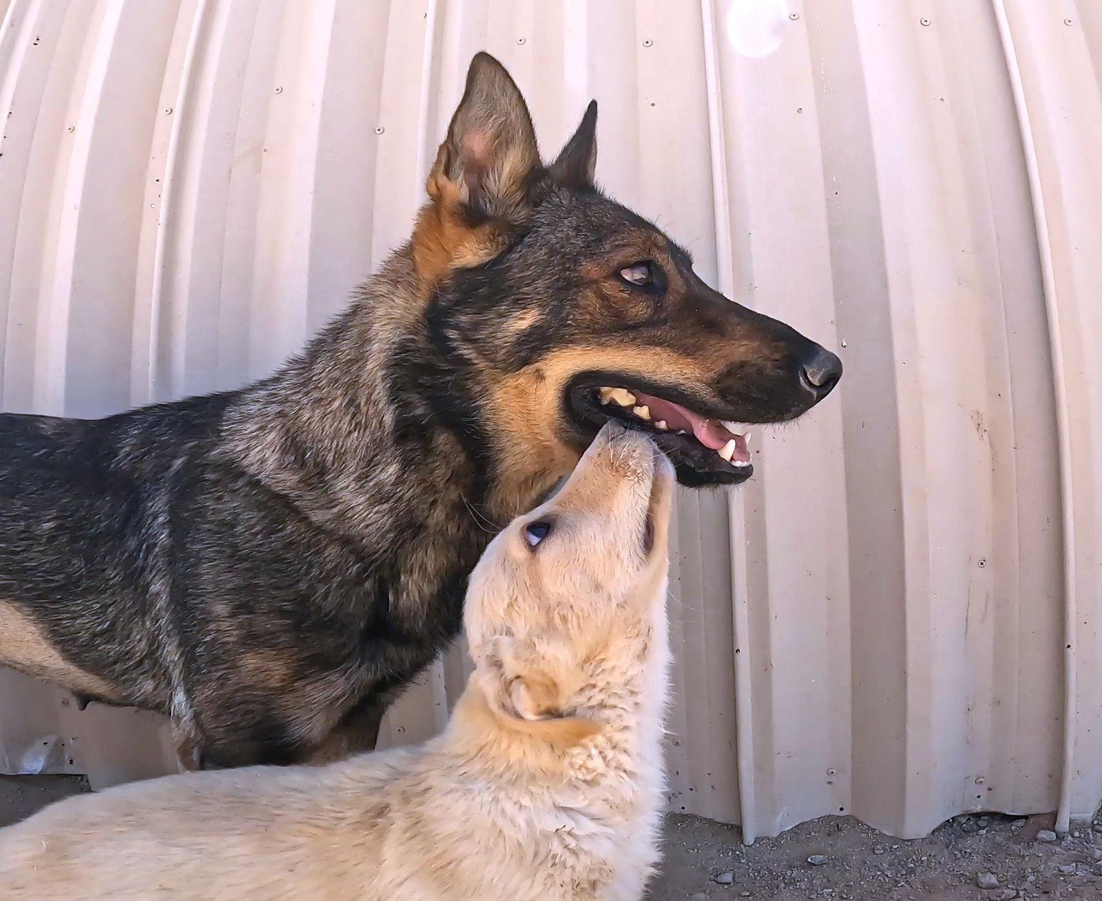 Enlarge Momma Lucy, a Adoptable German Shepherd Dog in Queen Creek, AZ image 3/3