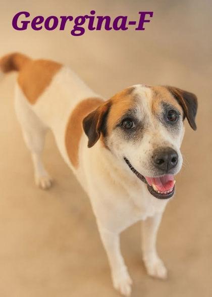 Georgina, Adoptable, Adult Female Saint Bernard & Mixed Breed.
